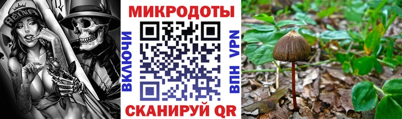 Галлюциногенные грибы Psilocybe  Губкинский 